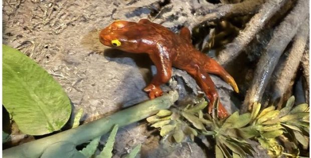 New Species Of Proto-Amphibian Described By Two Student Scientists, Named In Honor Of Their Moms