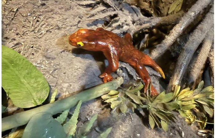 New Species Of Proto-Amphibian Described By Two Student Scientists, Named In Honor Of Their Moms