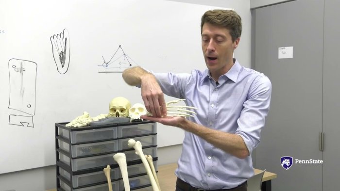 Walk Farther, Land Harder: The Heel-Strike Strategy That Extended Human Range