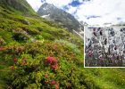 Rising Plant Extinction Rates On European Mountaintops