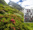 Rising Plant Extinction Rates On European Mountaintops