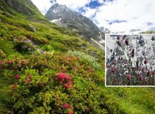 Rising Plant Extinction Rates On European Mountaintops