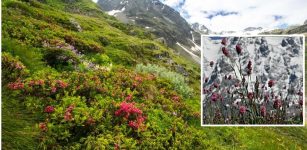 Rising Plant Extinction Rates On European Mountaintops