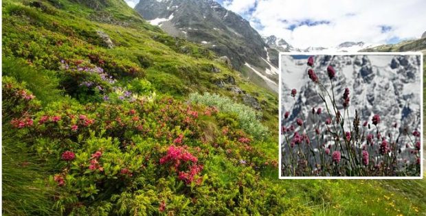 Rising Plant Extinction Rates On European Mountaintops