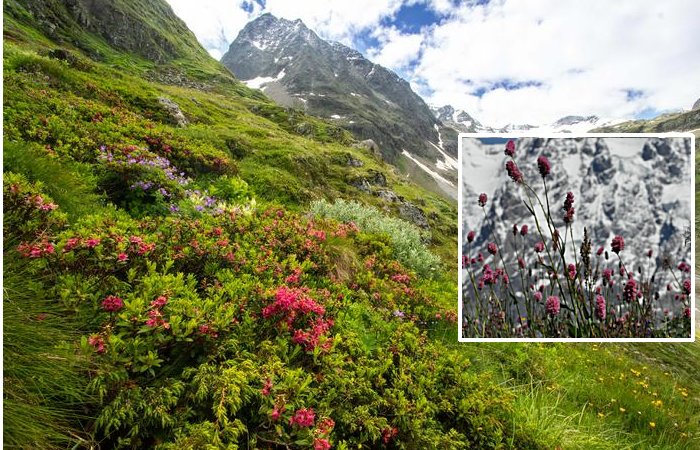 Rising Plant Extinction Rates On European Mountaintops