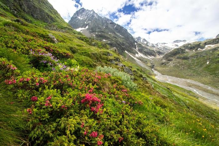 Rising Plant Extinction Rates On European Mountaintops