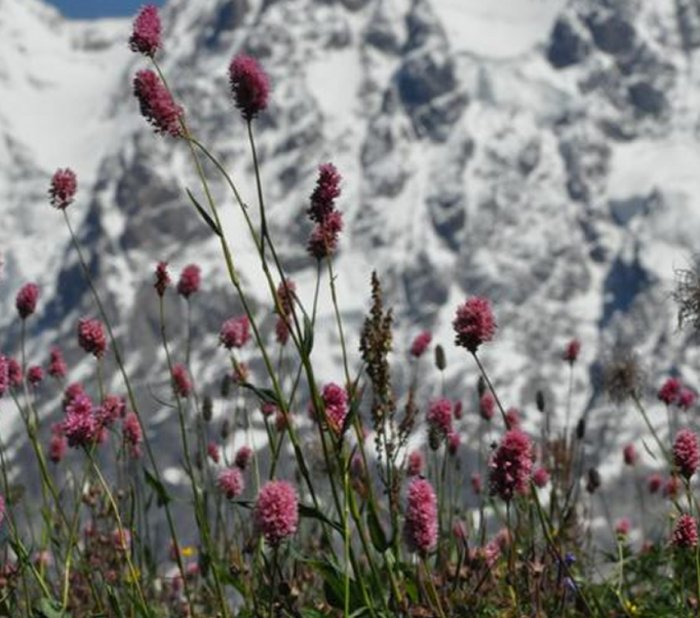Rising Plant Extinction Rates On European Mountaintops