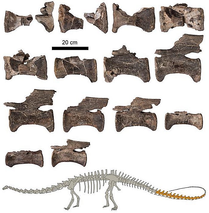 Iconic Diplodocus Discovered In Spain - First Evidence Outside North America