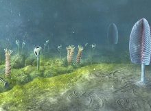 Animals May Have Evolved Up To 200 Million Years Earlier Than Fossil Evidence Suggests