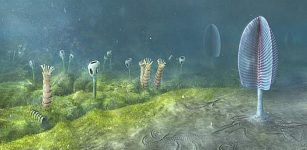 Animals May Have Evolved Up To 200 Million Years Earlier Than Fossil Evidence Suggests