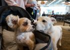 Why Big Dogs Age Faster - New Study