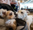 Why Big Dogs Age Faster - New Study