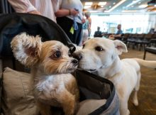 Why Big Dogs Age Faster - New Study