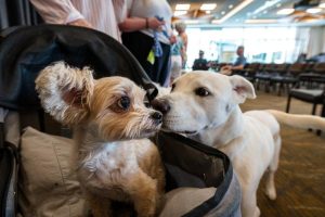 Why Big Dogs Age Faster - New Study