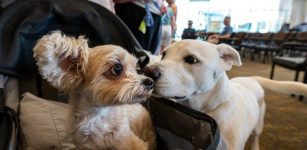 Why Big Dogs Age Faster - New Study