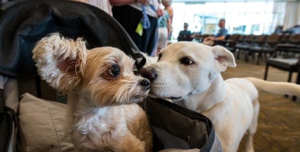 Why Big Dogs Age Faster - New Study