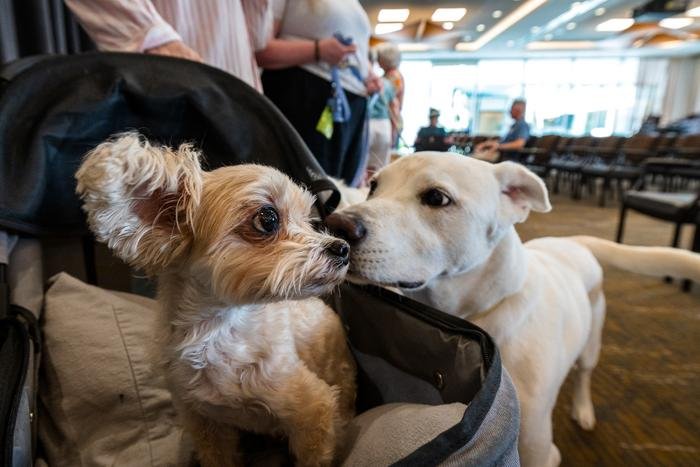 Why Big Dogs Age Faster - New Study
