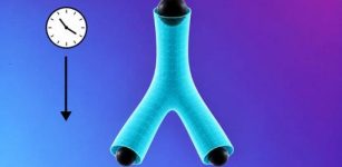 Can A Black Hole Split In Two?