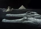 45-Million-Year-Old Sea Crocodile Species Discovered In The Ancient Mediterranean