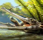 Discovery Of An Ancient Crocodile Relative In Morocco And Its Surprising Feeding Habits