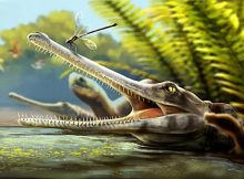 Discovery Of An Ancient Crocodile Relative In Morocco And Its Surprising Feeding Habits