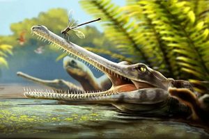 Discovery Of An Ancient Crocodile Relative In Morocco And Its Surprising Feeding Habits