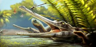 Discovery Of An Ancient Crocodile Relative In Morocco And Its Surprising Feeding Habits