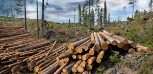 Which Is The Dominant Factor For Species Occurrence And Abundance: The Climate Or Habitat-Related Variables?