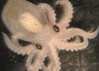 3D "Entanglement": How Cephalopods Evolved Complex Brains