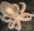 3D "Entanglement": How Cephalopods Evolved Complex Brains
