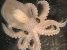 3D "Entanglement": How Cephalopods Evolved Complex Brains