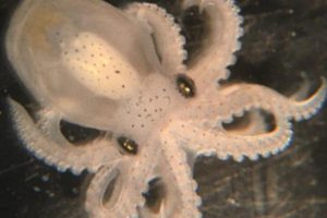 3D "Entanglement": How Cephalopods Evolved Complex Brains