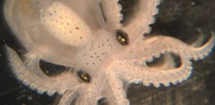 3D "Entanglement": How Cephalopods Evolved Complex Brains