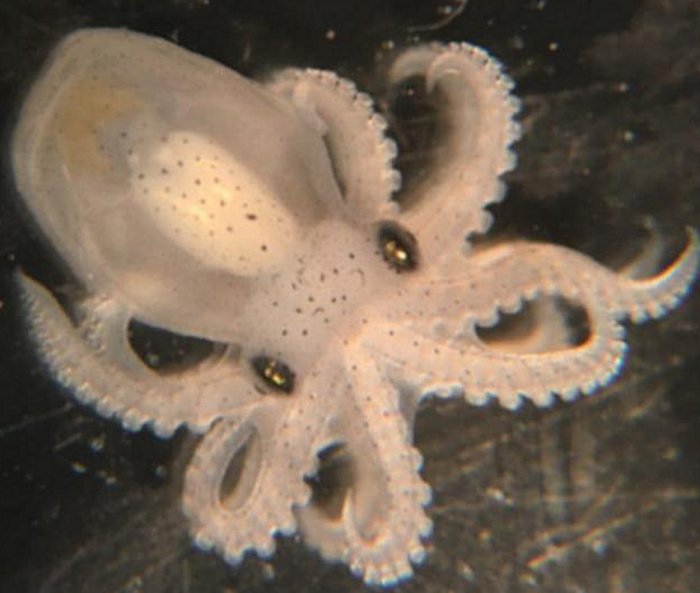 3D "Entanglement": How Cephalopods Evolved Complex Brains