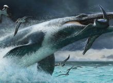 Some Ancient Sea Predators Were Built for Surprise Attacks